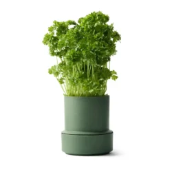 Billund självbevattnande örtkruka, Parsley