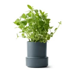 Billund självbevattnande örtkruka, Blueberry