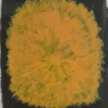 Dandelion poster 40x50 cm, Gul-svart