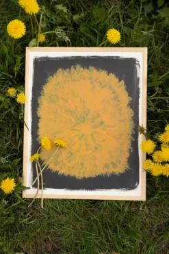 Dandelion poster 40x50 cm, Gul-svart