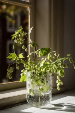 Ernst vas bubbligt glas 18 cm, Klar