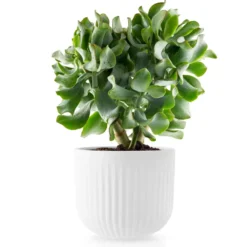 Eva Trio Legio Nova kruka vit, Stor Ø15.5 cm