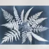 Fern star poster, 40x50 cm