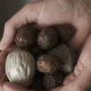 Hanging walnut julgranshänge, Shiny mole