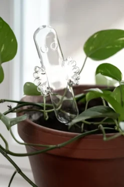 Hattifnattarna bevattningsglas, Transparant