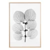 Katsura poster, 70x100 cm