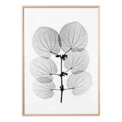 Katsura poster, 70x100 cm