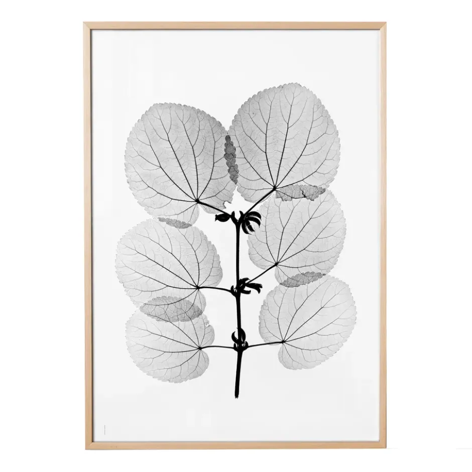 Katsura poster, 70x100 cm