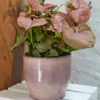 Knabstrup ytterkruka Ø16,5 cm, Rosa