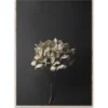 Still Life 04 Hydrangea poster, 50x70 cm