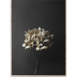 Still Life 04 Hydrangea poster, 50x70 cm