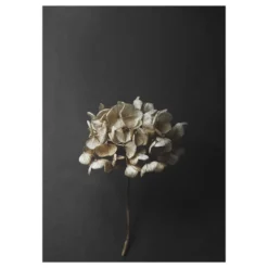Still Life 04 Hydrangea poster, 50x70 cm