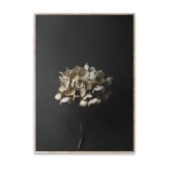Still Life 04 Hydrangea poster, 30x40 cm